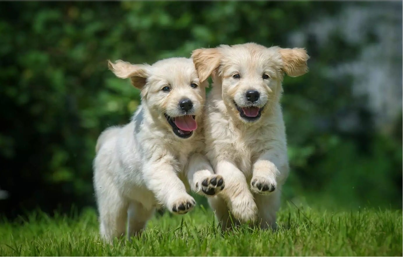 perros